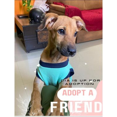 Dia Dog for Adoption in Hyderabad