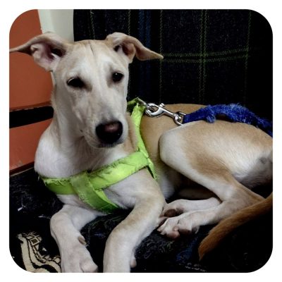 Dora Puppy for Adoption in Pune