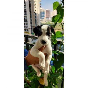 Elvis Puppy for Adoption in Delhi