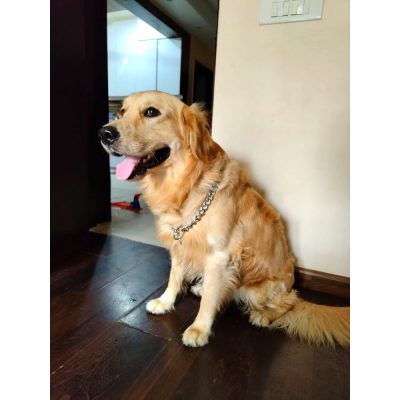 Golden Retriever Dog for Adoption in Noida