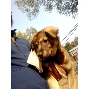 Gungun Indie Dog for Adoption in Delhi
