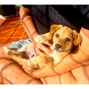 Guppy Puppy for Adoption in Bangalore