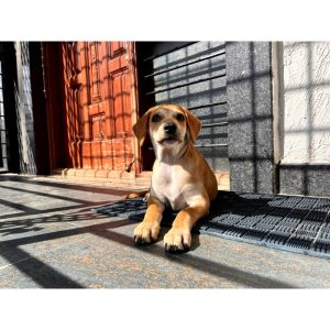 Indie Puppy for Adoption in Bangalore
