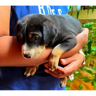 Indie Puppy for Adoption in Chennai