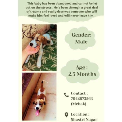 Indie Puppy for Adoption in Delhi
