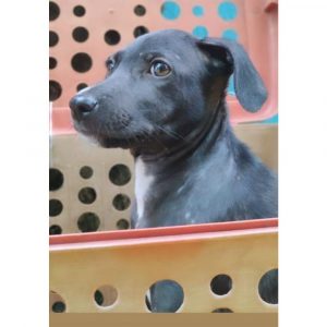 Jackie Puppy for Adoption in Mumbai