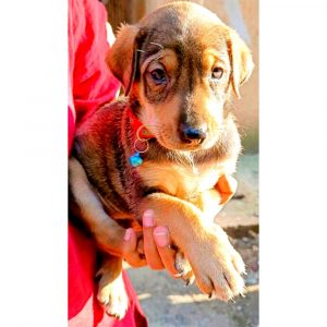 Koy Dog Adoption in Mumbai