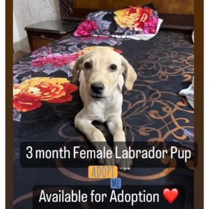 Labrador Puppy for Adoption in Delhi