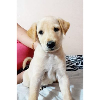 Labrador Puppy for Adoption in Gurgaon