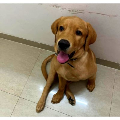Labrador for Adoption in Gurgaon