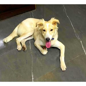 Max Indie Dog for Adoption in Delhi