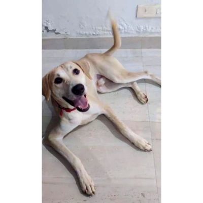 Miles Labrador Dog for Adoption in Gurgaon