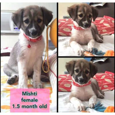 Mishti Indie Puppy for Adoption in Delhi
