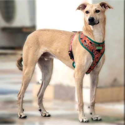Morty Dog for Adoption in Delhi