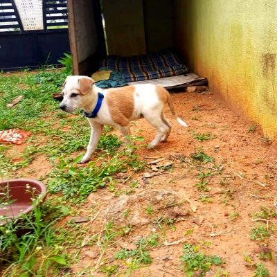 Ms. Mouse Puppy for Adoption in Bangalore