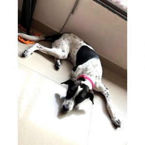 Muffin Indie Dog for Adoption in Delhi