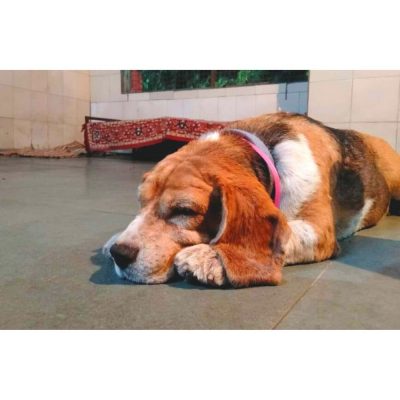 Oscar Beagle Dog for Adoption in Delhi