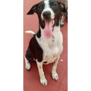 Pearl Dog for Adoption in Bangalore