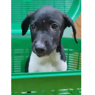 Pearl Indie Dog for Adoption in Mumbai