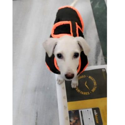 Pichi Indie Puppy for Adoption in Delhi