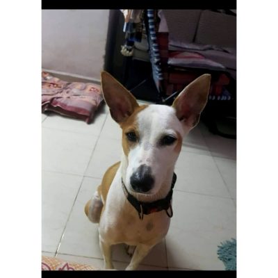 Riya Dog for Adoption in Mumbai