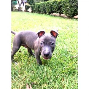 Rocco American Bully Puppy for Adoption