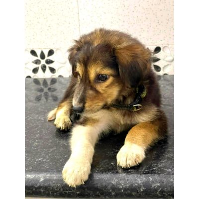 Rocky Indie Puppy for Adoption