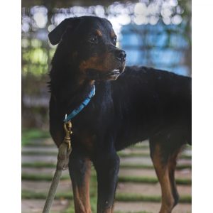 Rottweiler Dog for Adoption in Mumbai