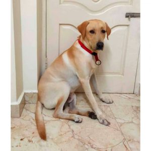 Rusty Labrador Dog for Adoption in Chennai