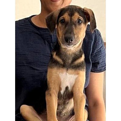 Sassy Dog for Adoption in Mumbai