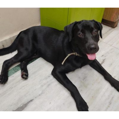 Sheero Labrador Dog for Adoption in Delhi