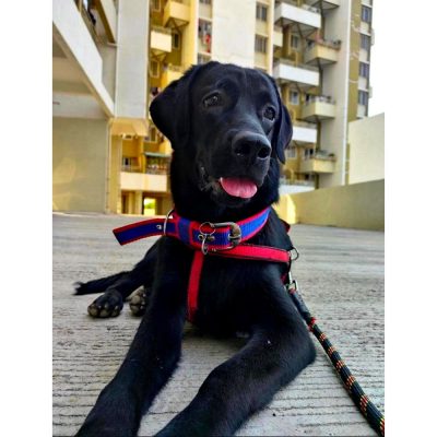 Shiro Labrador Dog for Adoption in Pune