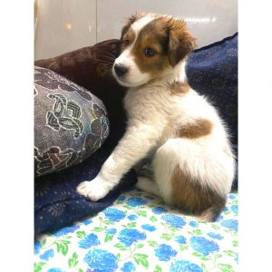 Snowy Puppy for Adoption in Mumbai