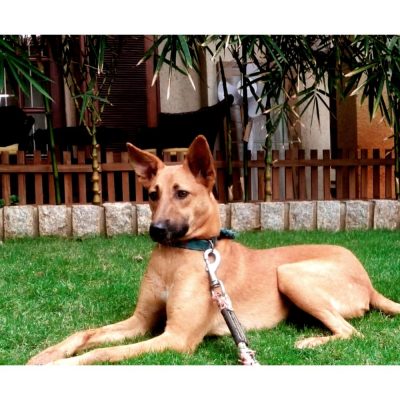 Spidy Dog Adoption in Bangalore