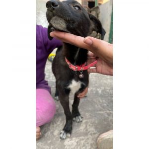 Tara Indie Dog for Adoption in Delhi