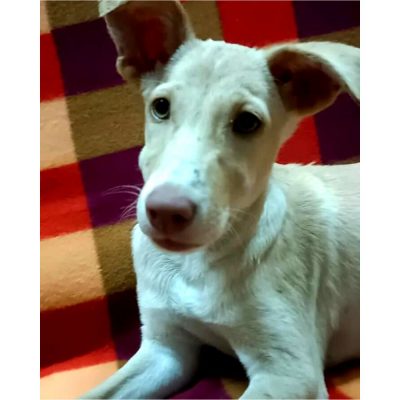 Tinky Indie Dog for Adoption in Delhi