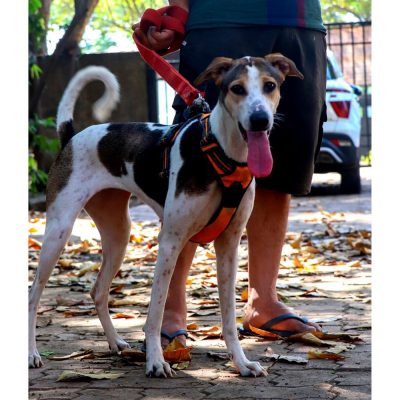 Zoey Dog for Adoption in Mumbai