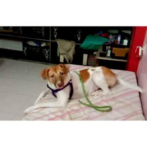 Angle Indie Dog for Adoption in Pune