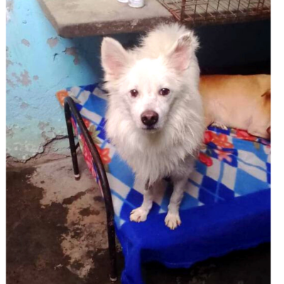 Bagheera Dog for Adoption in Mumbai