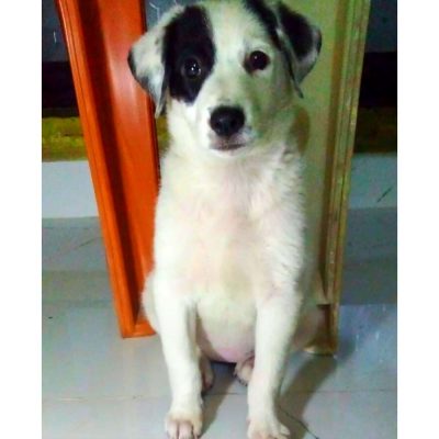 Bella Dog for Adoption in Delhi