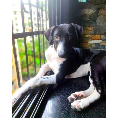 Berry Female Indie Dog for Adoption in Mumbai