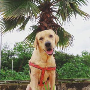 Bira Labrador Dog for Adoption in Mumbai