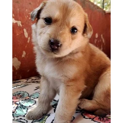Cheeni Puppy for Adoption in Mumbai
