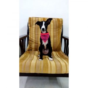 Chintu Dog for Adoption in Pune