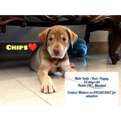 Chips Indie Dog for Adoption in Mumbai