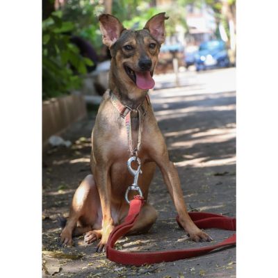 Chooha Indie Dog for Adoption in Mumbai