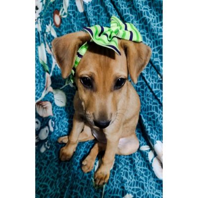 Coco Indie Dog for Adoption in Mumbai