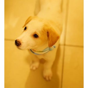 Coconut Dog for Adoption in Delhi