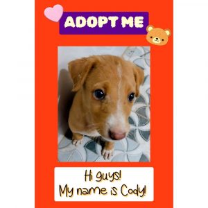 Cody Dog for Adoption in Chennai