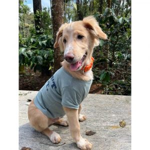 Cookie Golden Retriever Dog for Adoption in Bangalore